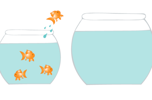 Fish jumping from one bowl to the next.
